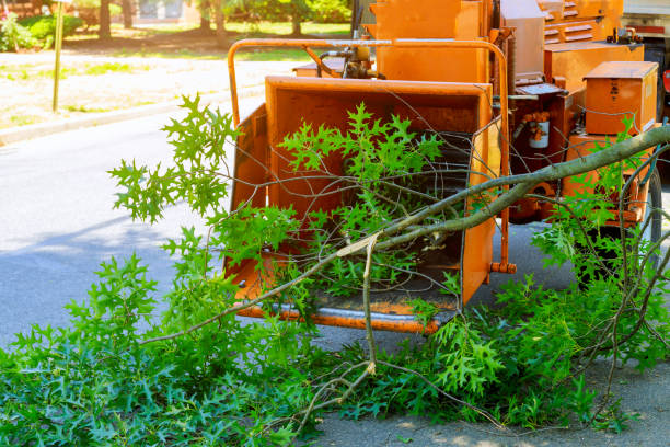 Best Palm Tree Trimming  in Marine City, MI