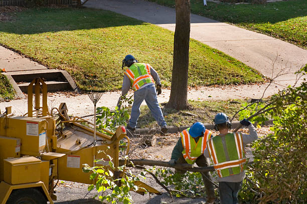 Best Stump Grinding and Removal  in Marine City, MI